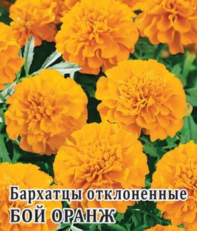 Бархатцы откл. Бой Оранж  250 шт.