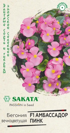 Бегония Амбассадор Пинк F1 вечноцв. 4 шт. пробирка Саката серия Элитная клумба  Бегония Амбассадор Пинк F1 вечноцв. 4 шт. пробирка Саката серия Элитная клумба