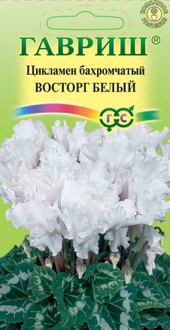 Цикламен бахромчатый Восторг белый, 3шт Цикламен бахромчатый Восторг белый, 3шт