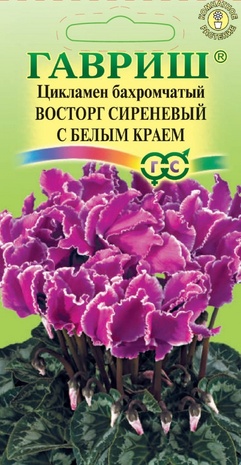 Цикламен бахромчатый Восторг сиреневый с белым краем, 3шт