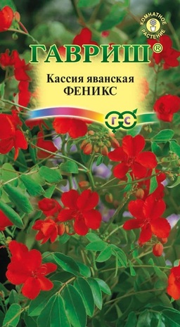 Кассия Феникс, яванская 3 шт. Кассия Феникс, яванская 3 шт.