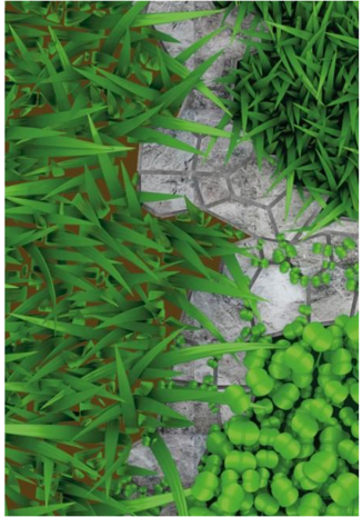 Бобы кормовые Пензенские 16 (сидерат) 0,5 кг