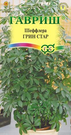 Шеффлера Грин Стар*  3 шт.