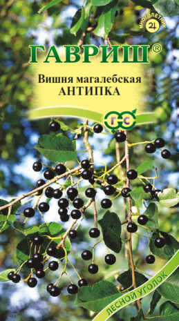 Вишня магалебка Антипка 1 г Н16 Вишня магалебка Антипка 1 г Н16
