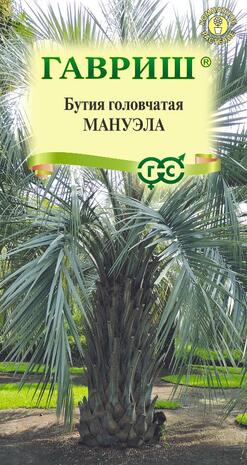 Бутия головчатая Мануэла 3 шт. Н21 Бутия головчатая Мануэла 3 шт. Н21