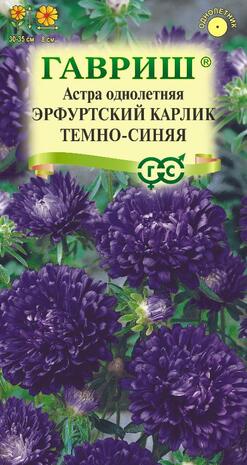 Астра Эрфуртский карлик Темно-синяя 0,3 г