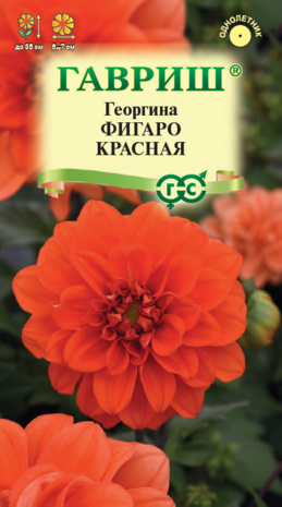 Георгина Фигаро красная 7 шт. (негран.) Н23