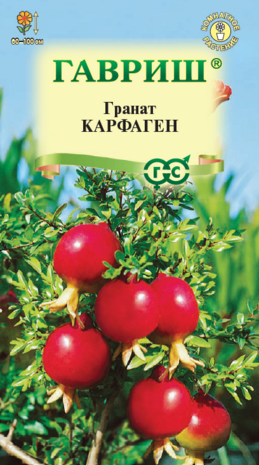 Гранат карликовый Карфаген*  5 шт. Н10