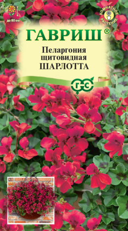 Пеларгония Шарлотта, ампельная* 3 шт. Н22