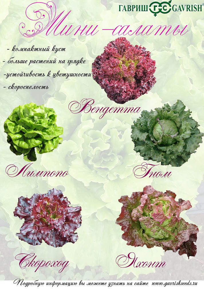 Мини-салаты